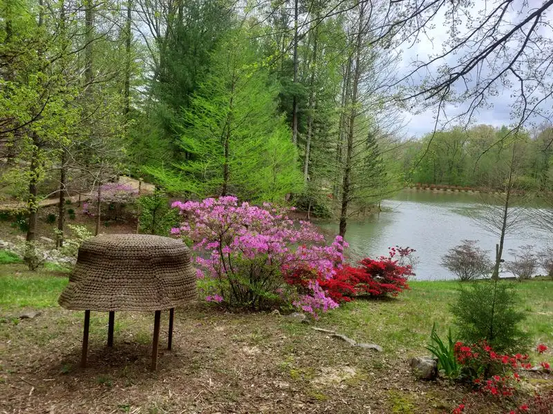 Serene Morning Wellness Walks