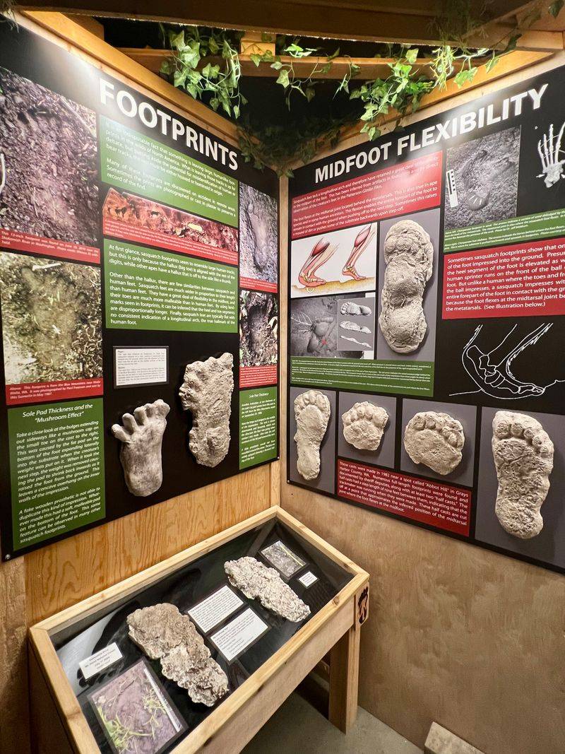 The Bigfoot Museum Experience