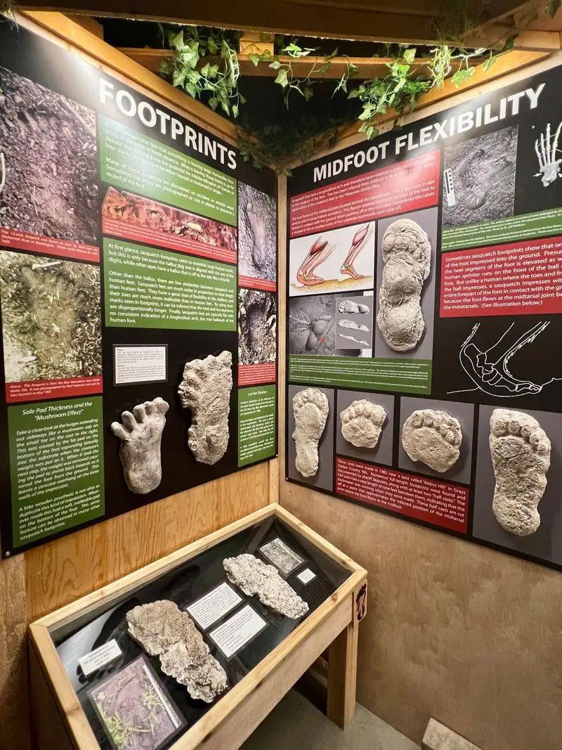 The Bigfoot Museum Experience