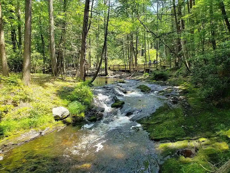 Ancient Hemlock Forests