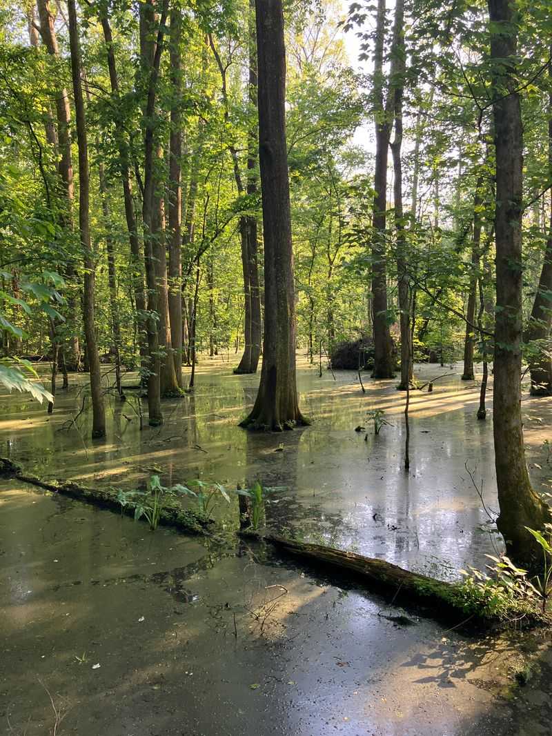 The Majestic Cypress