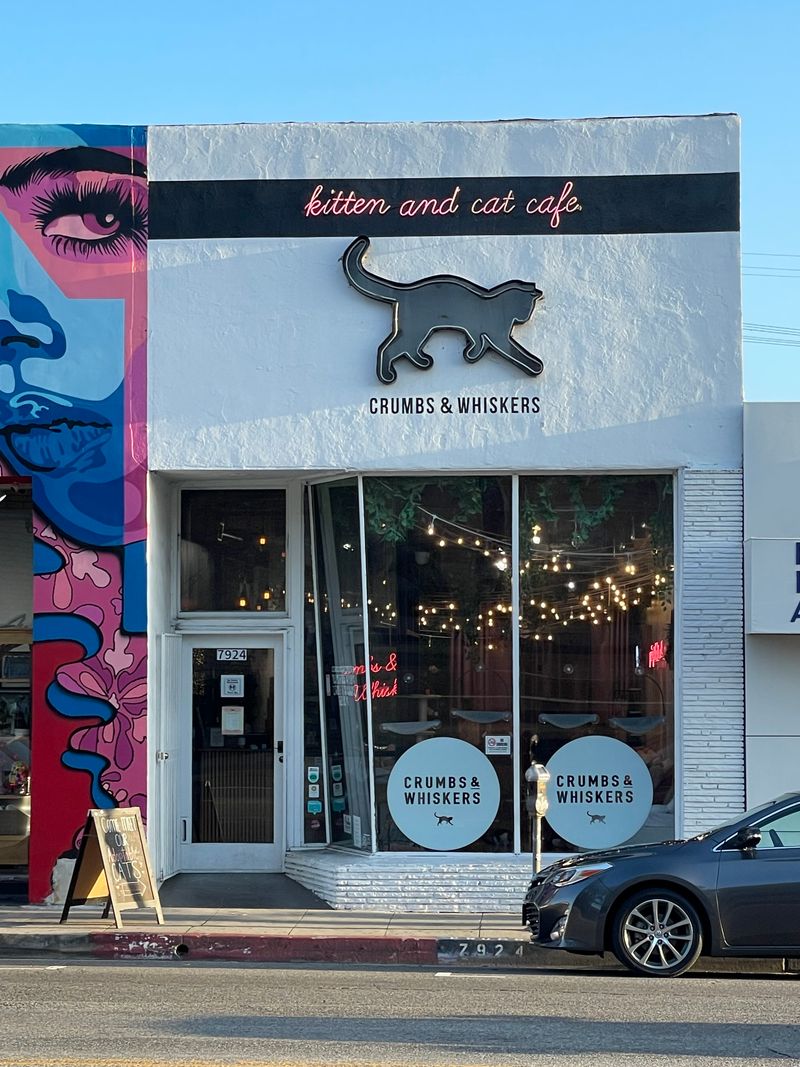Paws at the Door: First Impressions on Melrose