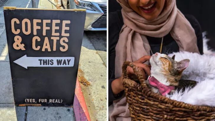 A tiny cat cafe in California where time slows down and kittens steal the show