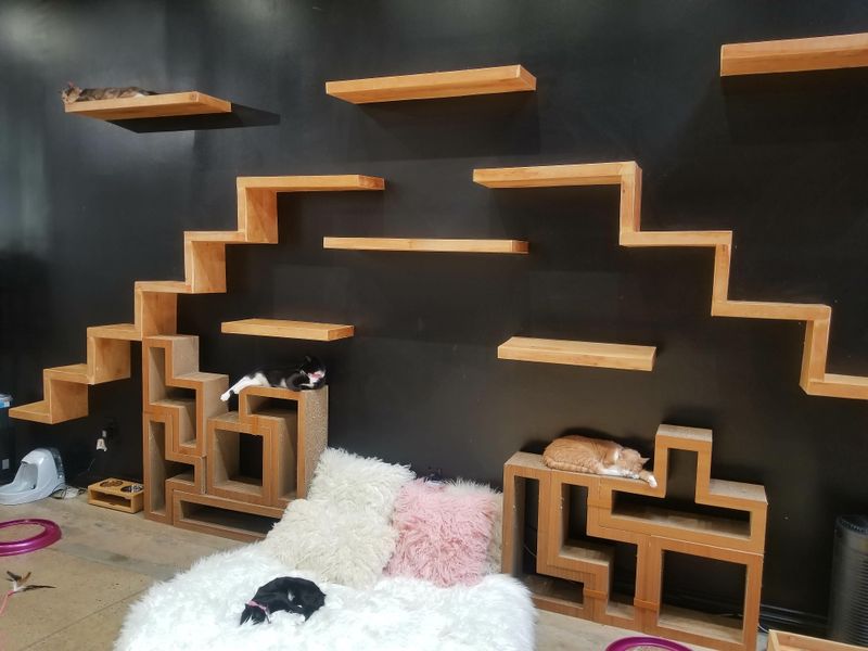 Timing the Visit: Beat Crowds, Catch Cat Naps