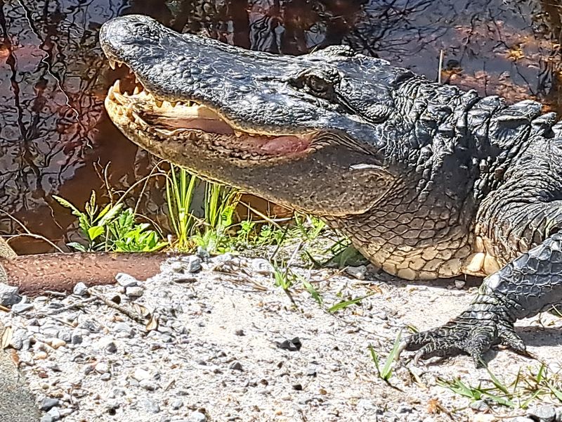 Boardwalks and Wildlife