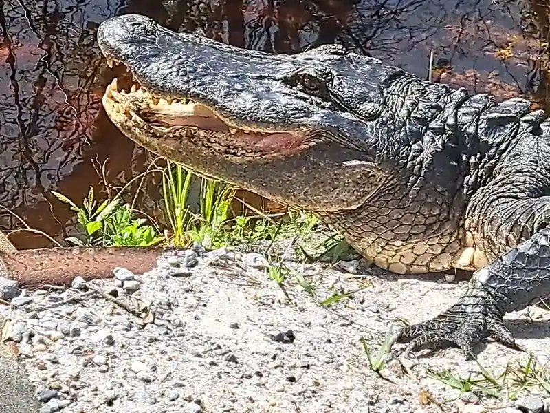Boardwalks and Wildlife