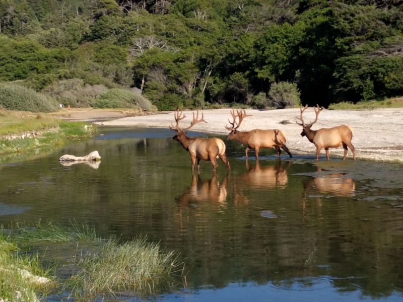 Sinkyone Wilderness State Park