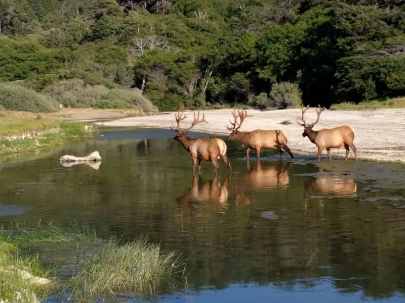 Sinkyone Wilderness State Park