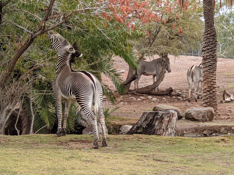 Arizona – Phoenix Zoo – Phoenix