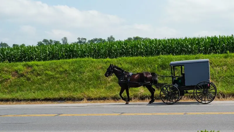 Buggy Etiquette: Sharing the Road the Right Way