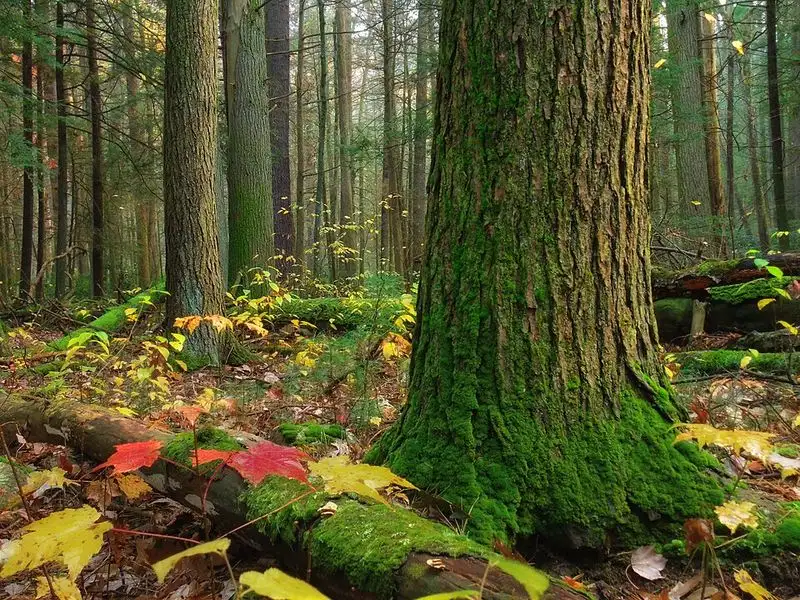 The Majestic Hemlock Trees