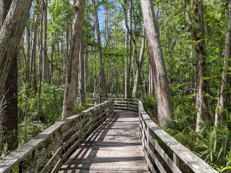 Naples and Corkscrew Swamp Sanctuary