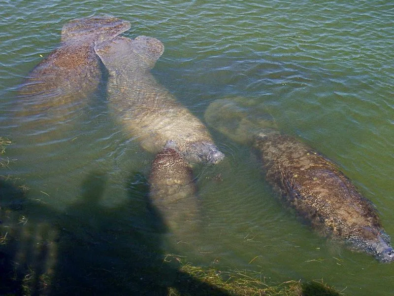 Merritt Island National Wildlife Refuge