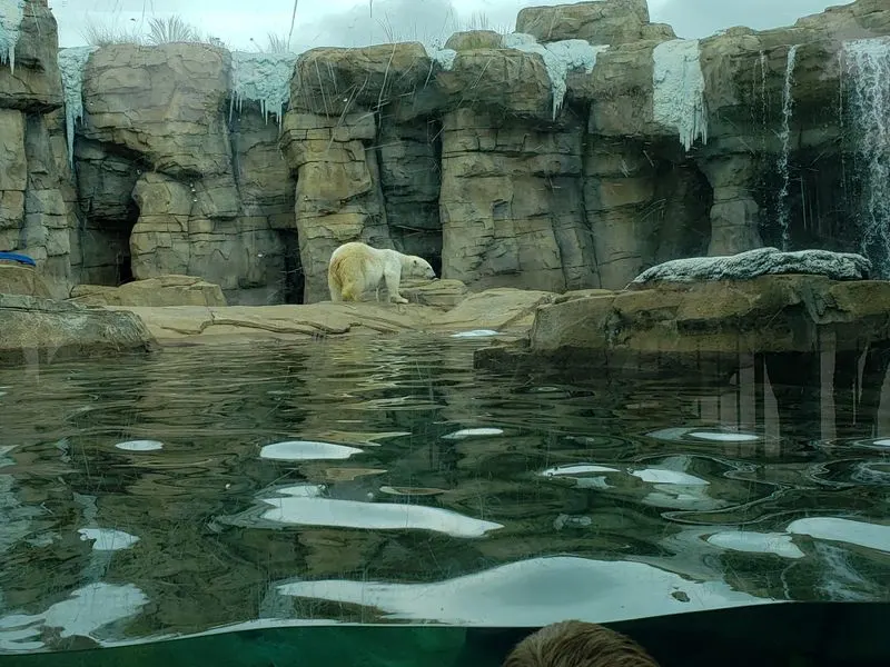 Polar Bear, Sea Lions, and Morning Energy