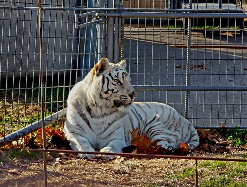 Arkansas – Turpentine Creek Wildlife Refuge – Eureka Springs