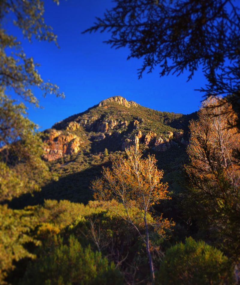 Why Sierra Vista is the hummingbird capital