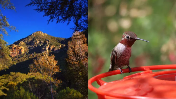 Arizona is home to the hummingbird capital of America, and it&rsquo;s bucket-list-worthy