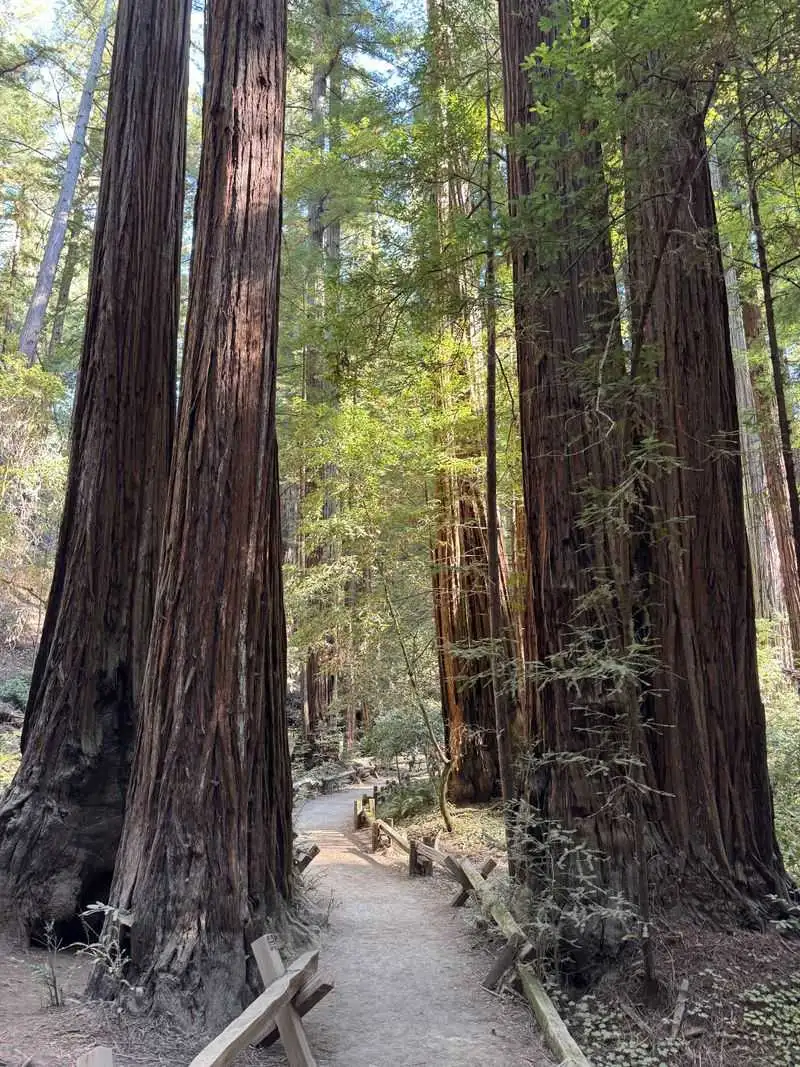 Armstrong Redwoods State Natural Reserve