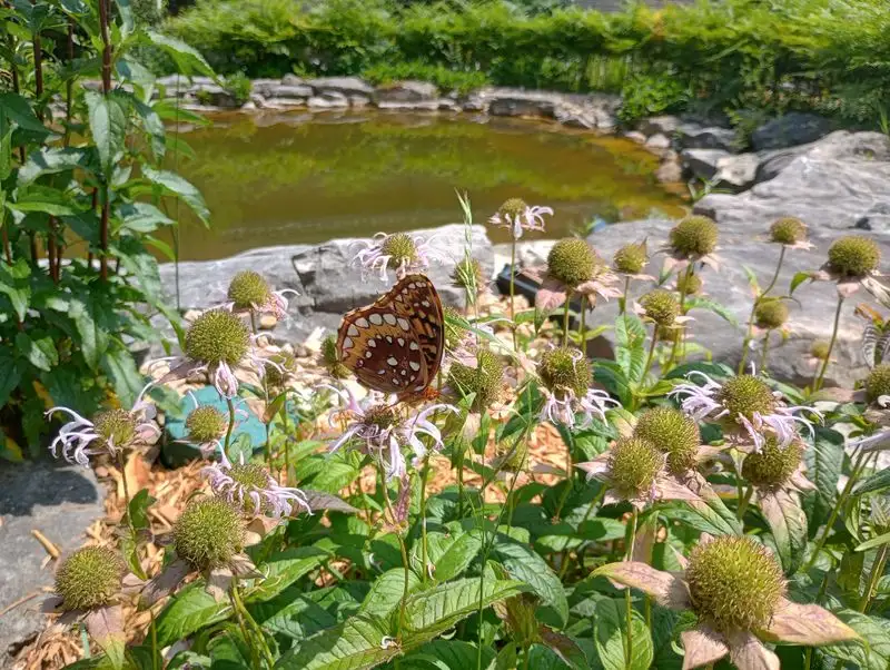 Monarchs, Wildflowers, and Pollinator Gardens