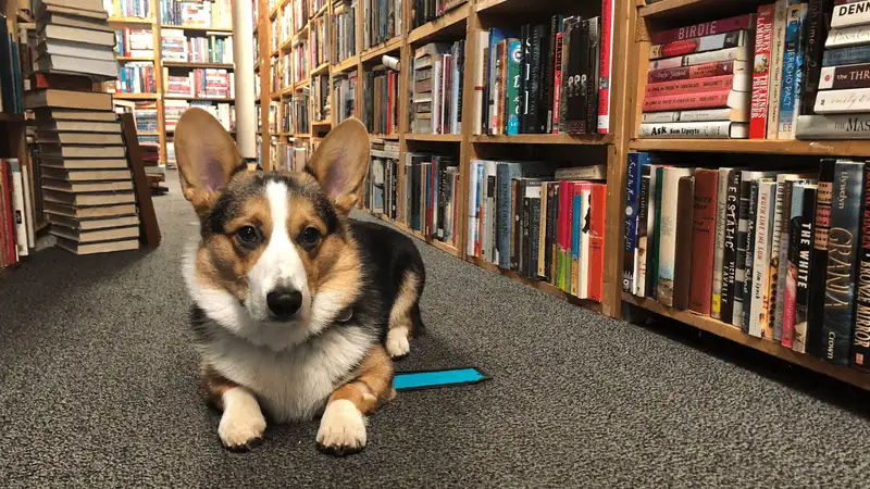 Bookishly Happy Used Book Store- Coeur d'Alene