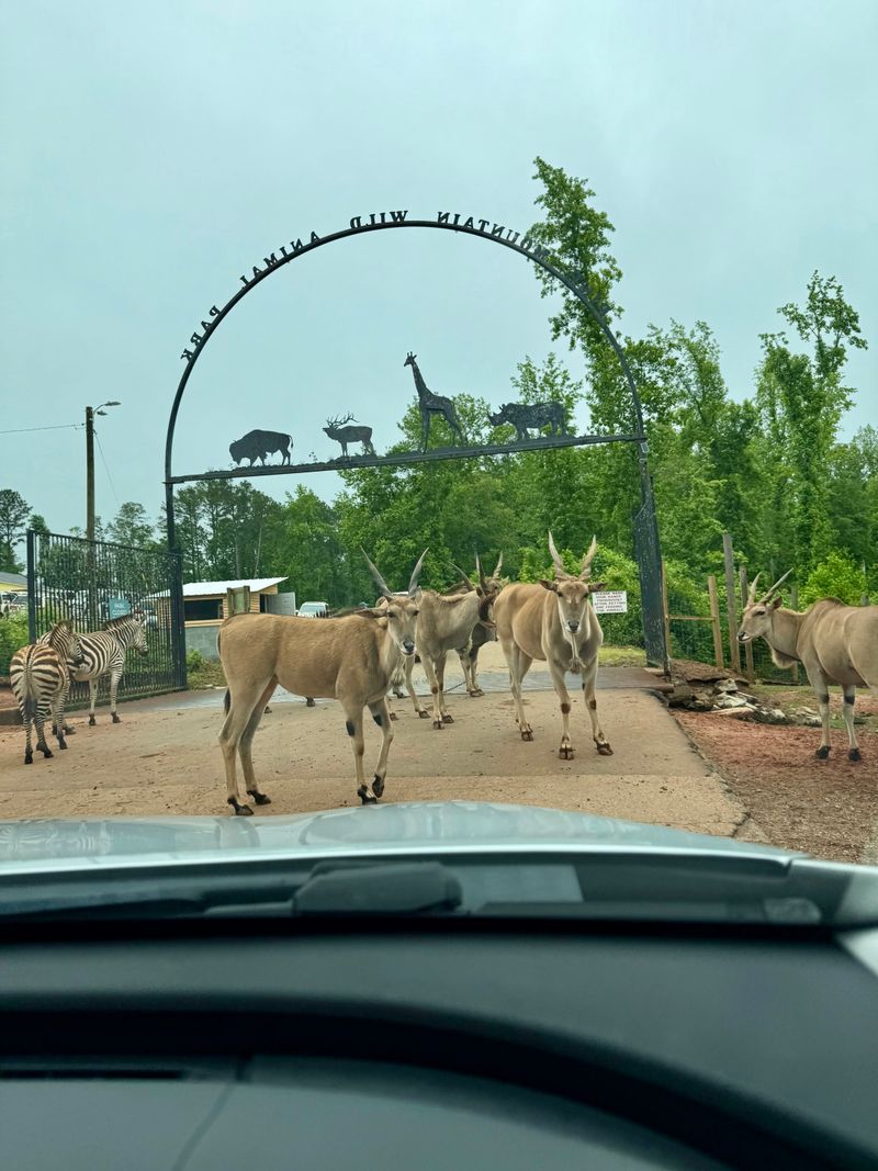 Car setup, safety, and photo must-dos