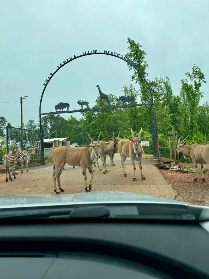 Car setup, safety, and photo must-dos