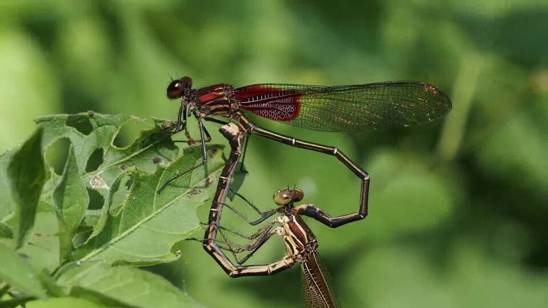 Fragrance and Flowering Tree Collections in Spring