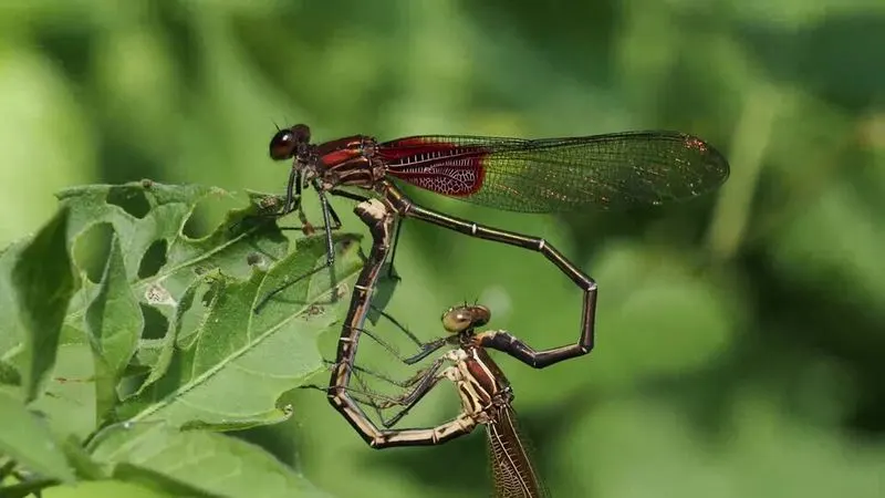 Fragrance and Flowering Tree Collections in Spring