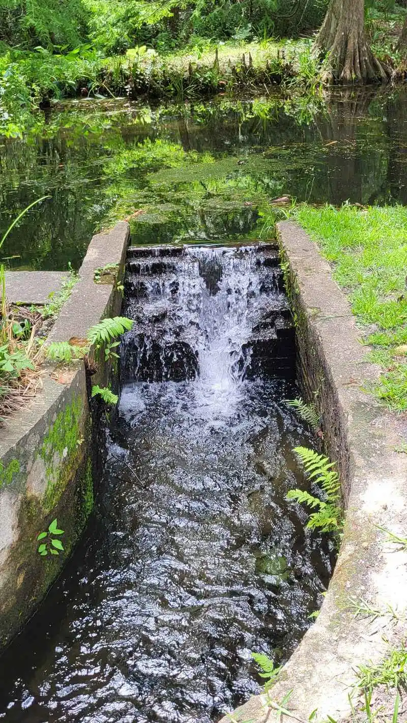 Weeping Ridge at Ravine Gardens - Palatka