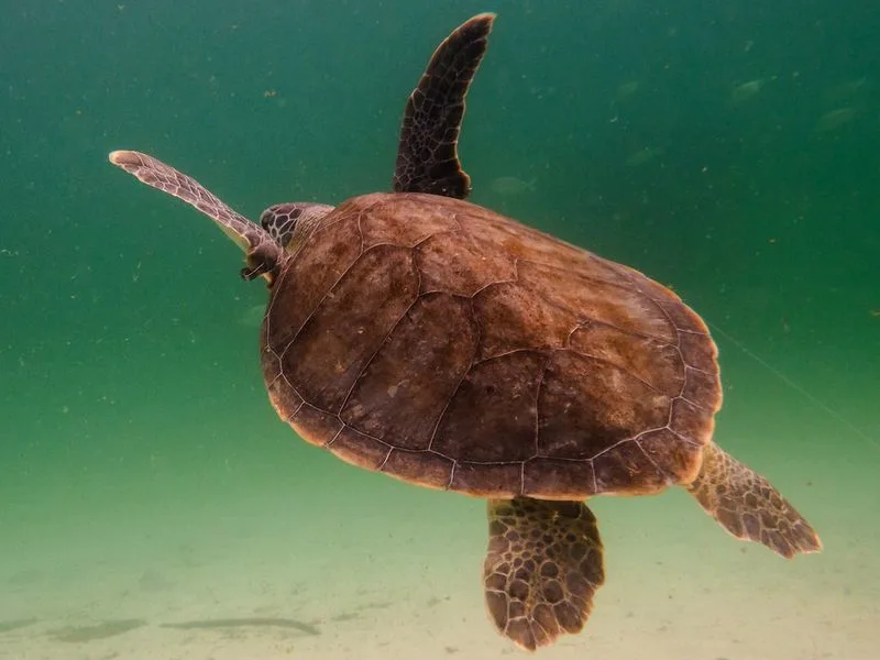 Snorkeling The Nearshore Reefs