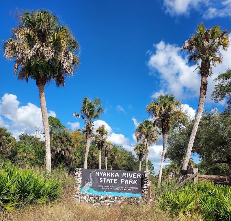 Camping Under Live Oaks