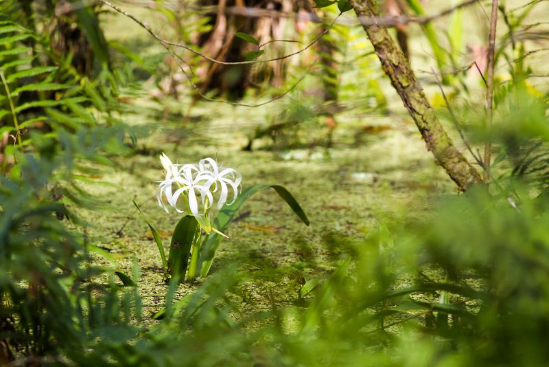 Ghost Orchid Lore and Rare Finds