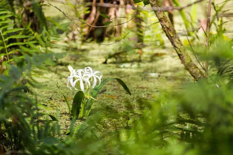 Ghost Orchid Lore and Rare Finds