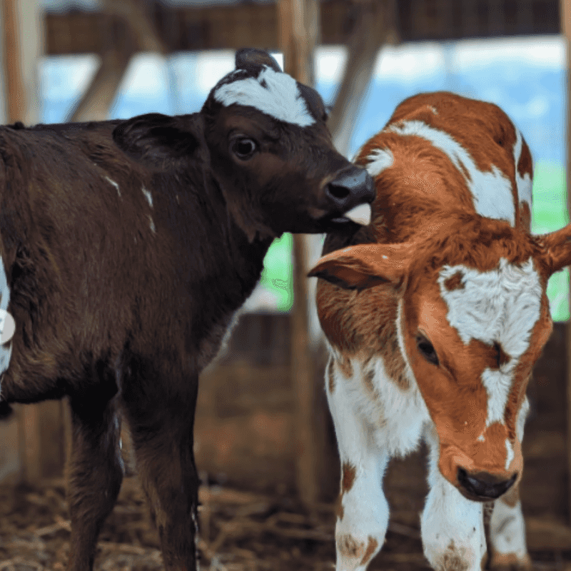 Mary’s Land Farm - Ellicott City, Maryland