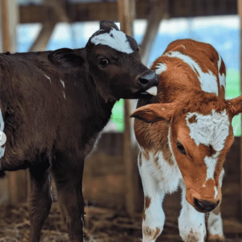 Mary&rsquo;s Land Farm - Ellicott City, Maryland