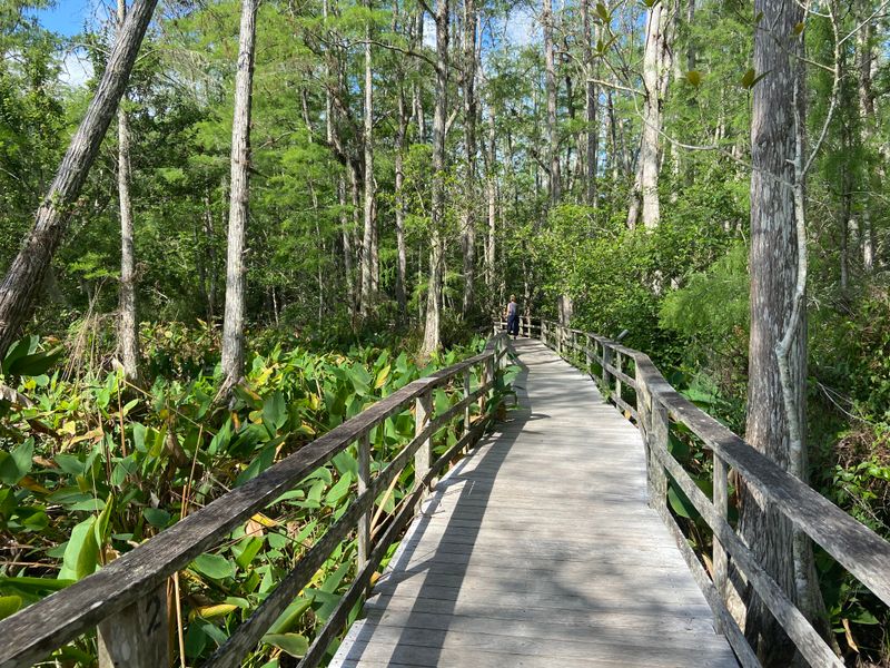 Pine Flatwoods: The Sunny Beginning