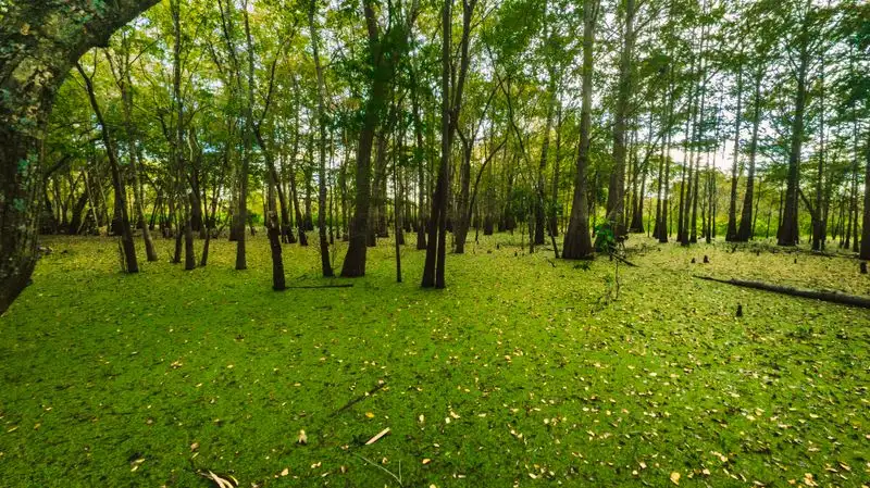 What Makes This Trail Different From Typical Florida Hikes