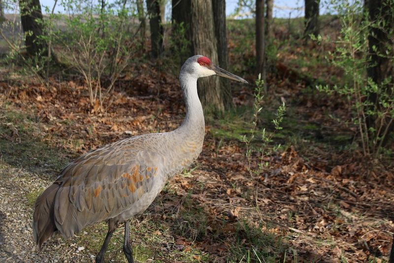 Nature Center and Bird Encounters