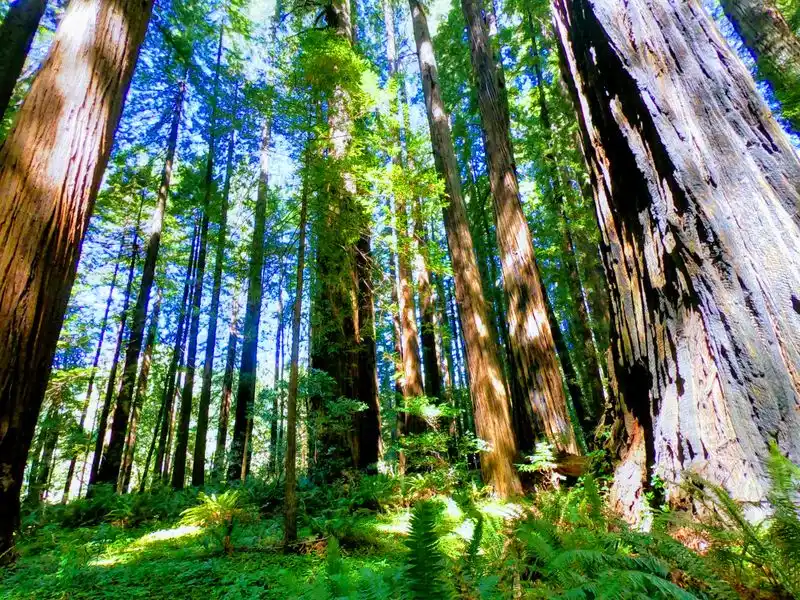 Grizzly Creek Redwoods State Park