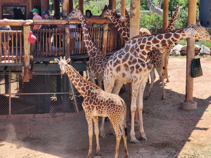 Colorado – Cheyenne Mountain Zoo – Colorado Springs