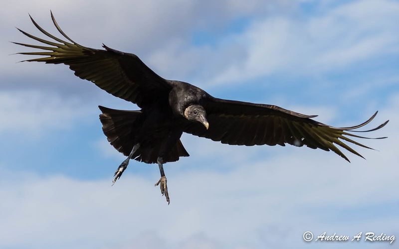 Birding Hotspots Beyond the Lake