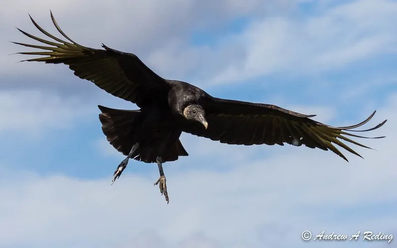 Birding Hotspots Beyond the Lake