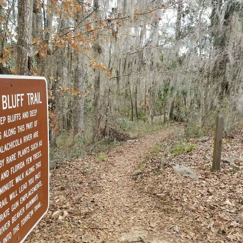 Towering Torreya Trees