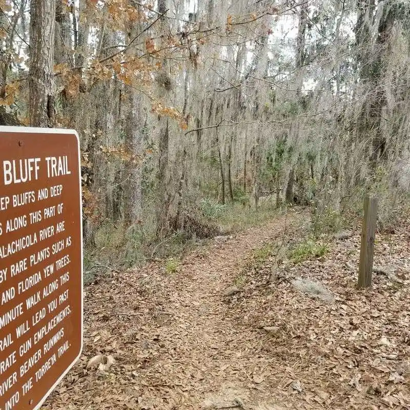 Towering Torreya Trees