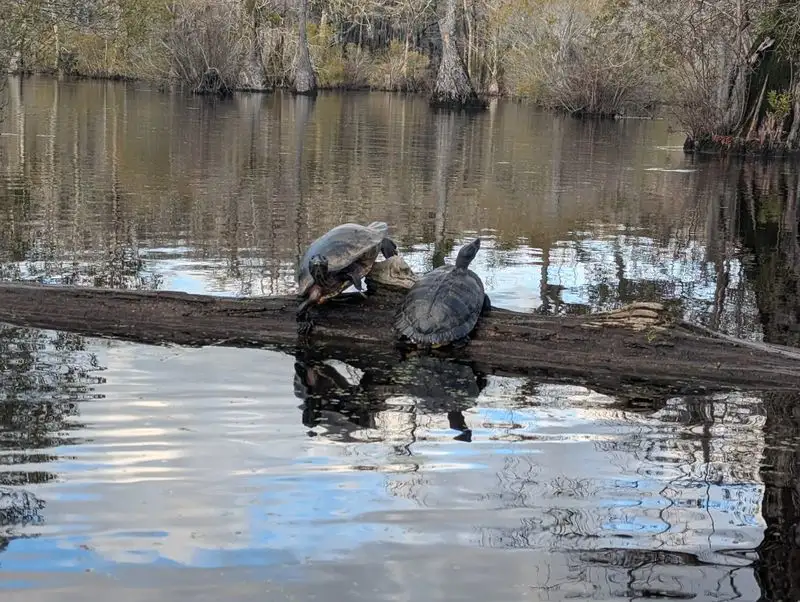 Wildlife Watching: Turtles, Otters, and Birds