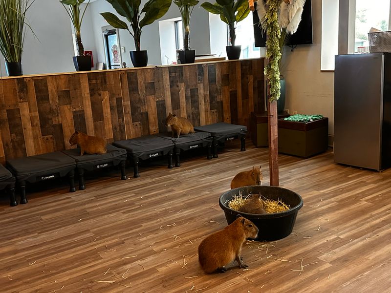 Animal care, ethics, and sanctuary connection