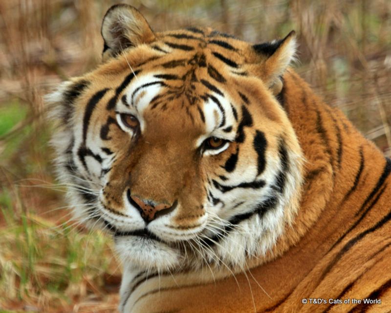 The Majestic Tigers