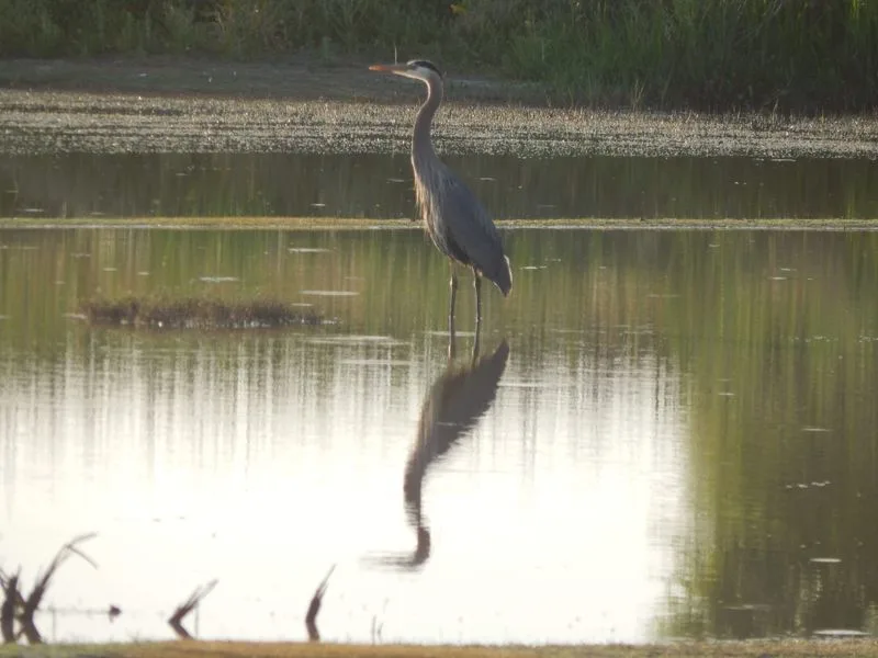 Great Valley Grasslands State Park
