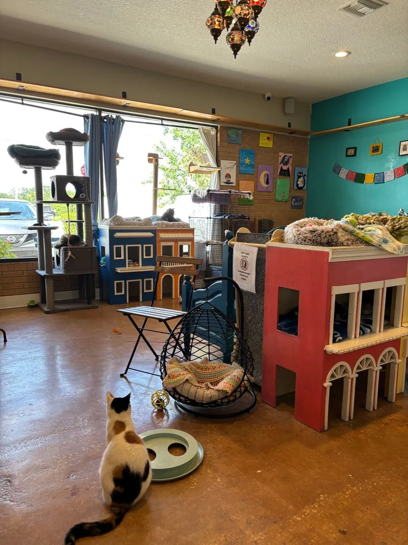 Adoption process and partnerships