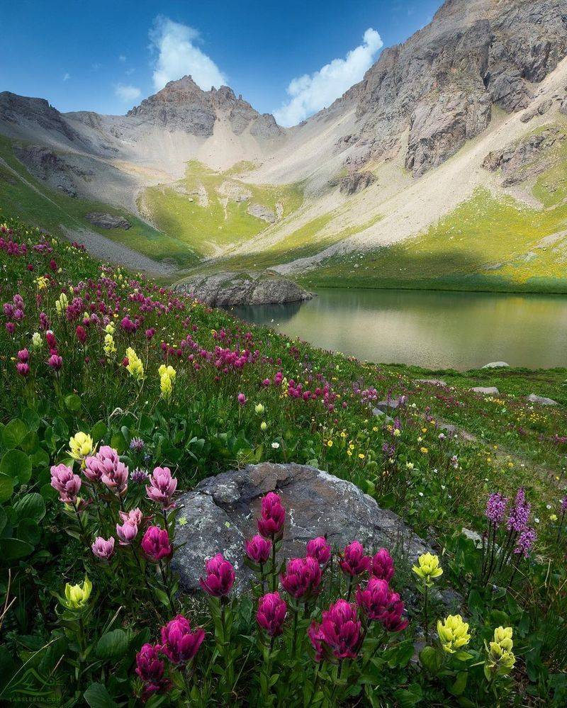 Wildflower Season in the San Juans